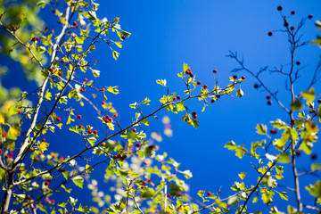Red berries on a tree branch against the blue sky. Autumn tree with berries. Yellow leaves and blue sky