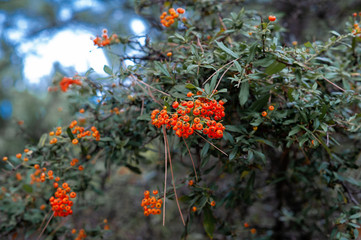 red berries on a bush