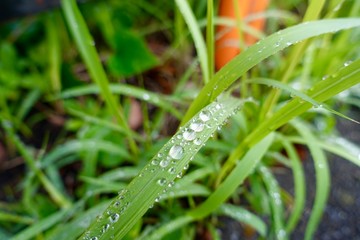 笹の上の水滴〜雨の季節