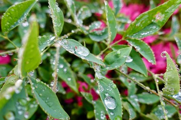 梅雨しずく