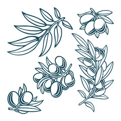 Fototapeta premium Olive. Olive hand drawn vector illustrations set. Part of set.