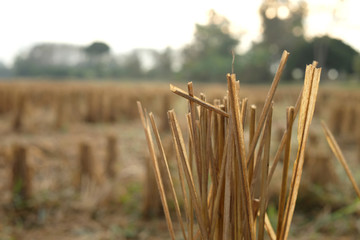 Dry rice straw and blur fields background.