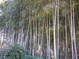 Bamboo forest in the city park, Batumi
