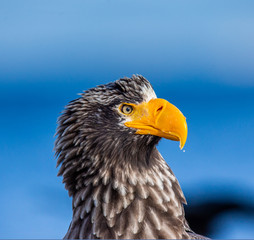Portrait of Steller's sea eagle close up. Japan. Hokkaido. Shiretoko Peninsula. Shiretoko National Park