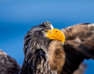 Portrait of Steller's sea eagle close up. Japan. Hokkaido. Shiretoko Peninsula. Shiretoko National Park