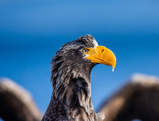 Portrait of Steller's sea eagle close up. Japan. Hokkaido. Shiretoko Peninsula. Shiretoko National Park