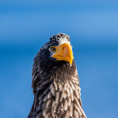 Portrait of Steller's sea eagle close up. Japan. Hokkaido. Shiretoko Peninsula. Shiretoko National Park