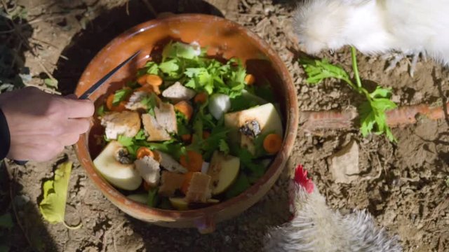 repas poules