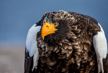 Portrait of Steller's sea eagle close up. Japan. Hokkaido. Shiretoko Peninsula. Shiretoko National Park