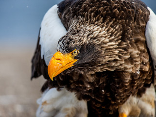 Portrait of Steller's sea eagle close up. Japan. Hokkaido. Shiretoko Peninsula. Shiretoko National Park