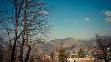 Dead tree with blue sky with buildings