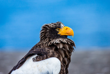 Portrait of Steller's sea eagle close up. Japan. Hokkaido. Shiretoko Peninsula. Shiretoko National Park