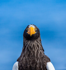 Portrait of Steller's sea eagle close up. Japan. Hokkaido. Shiretoko Peninsula. Shiretoko National Park