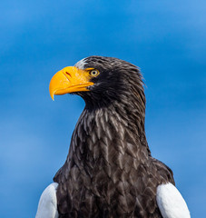 Portrait of Steller's sea eagle close up. Japan. Hokkaido. Shiretoko Peninsula. Shiretoko National Park