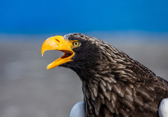 Portrait of Steller's sea eagle close up. Japan. Hokkaido. Shiretoko Peninsula. Shiretoko National Park