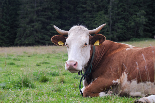 Cow on pasture, laying on grass