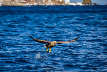 White-tailed eagle in flight on a background of the sea with prey in its paws. Japan. Hokkaido. Shiretoko Peninsula. Shiretoko National Park
