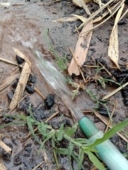 Water flows from the hose to the ground in garden