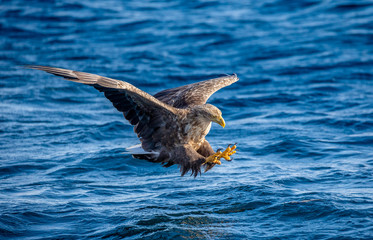 Steller's sea eagle at the time of the attack on the fish on the background of blue sea. Japan. Hokkaido. Shiretoko Peninsula. Shiretoko National Park