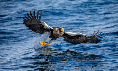 Steller's sea eagle in flight on a background of the sea with prey in its paws. Japan. Hokkaido. Shiretoko Peninsula. Shiretoko National Park