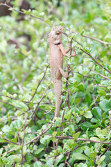 Small lizard