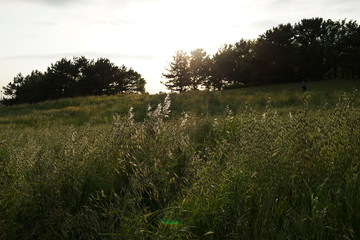 Obraz premium 夕日の丘 夕陽の丘 ススキ 光