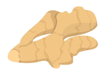 Ginger vector isolated. Natural ingredient, organic spice