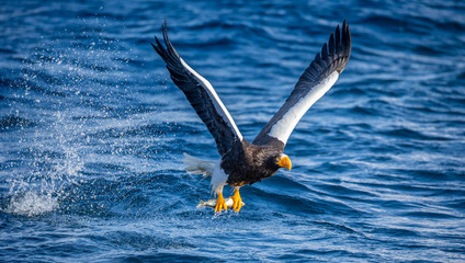 Steller's sea eagle in flight on a background of the sea with prey in its paws. Japan. Hokkaido. Shiretoko Peninsula. Shiretoko National Park