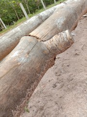 Old bamboo logs laid on the ground
