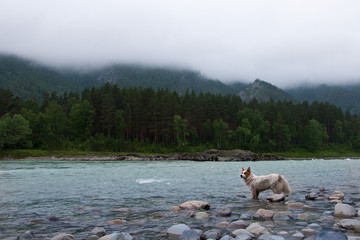 morning on a mountain river