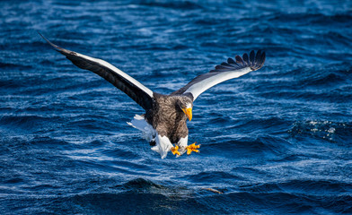 Steller's sea eagle at the time of the attack on the fish on the background of blue sea. Japan. Hokkaido. Shiretoko Peninsula. Shiretoko National Park