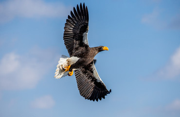 Steller's sea eagle in flight on background blue sky. Japan. Hokkaido. Shiretoko Peninsula. Shiretoko National Park