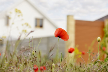 Blooming poppy and wildflowers on a background of a cozy house. The concept of housing in nature in...