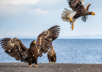 Group of the Steller's sea eagles and White-tailed eagles on the pier in the port are fighting each other over prey. Japan. Hokkaido. Shiretoko Peninsula. Shiretoko National Park