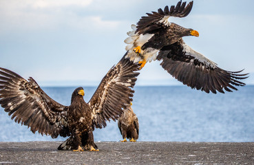 Group of the Steller's sea eagles and White-tailed eagles on the pier in the port are fighting each other over prey. Japan. Hokkaido. Shiretoko Peninsula. Shiretoko National Park