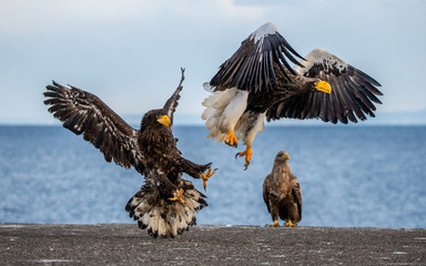 Group of the Steller's sea eagles and White-tailed eagles on the pier in the port are fighting each other over prey. Japan. Hokkaido. Shiretoko Peninsula. Shiretoko National Park