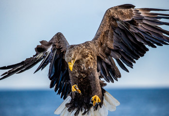 White-tailed eagle in flight close-up. Japan. Hokkaido. Shiretoko Peninsula. Shiretoko National Park