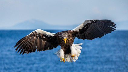 Steller's sea eagle in flight on the background of the sea and the Kunashir island in the distance. Japan. Hokkaido. Shiretoko Peninsula. Shiretoko National Park 