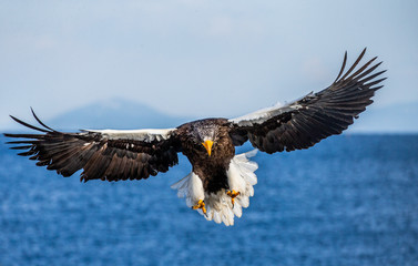 Steller's sea eagle in flight on the background of the sea and the Kunashir island in the distance. Japan. Hokkaido. Shiretoko Peninsula. Shiretoko National Park 