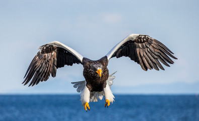 Steller's sea eagle in flight on the background of the sea and the Kunashir island in the distance. Japan. Hokkaido. Shiretoko Peninsula. Shiretoko National Park 