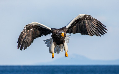 Steller's sea eagle in flight on the background of the sea and the Kunashir island in the distance. Japan. Hokkaido. Shiretoko Peninsula. Shiretoko National Park 