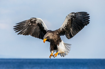 Steller's sea eagle in flight on background blue sky and blue sea. Japan. Hokkaido. Shiretoko Peninsula. Shiretoko National Park