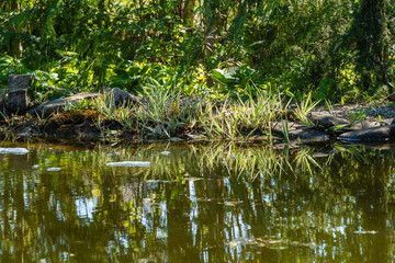 Magical garden pond with evergreens along stone shores. Aquatic plants growing on shore are reflected in mirror surface of pond. Atmosphere of relaxation, tranquility and happiness