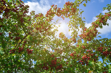 Fototapeta na wymiar red hawthorn fruit close-up. sprig of bush on a natural green background.