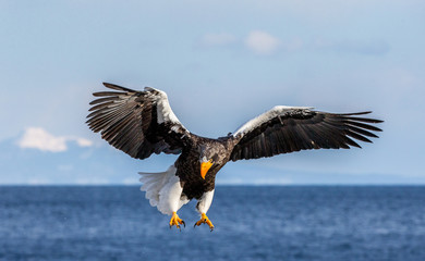 Steller's sea eagle in flight on the background of the sea and the Kunashir island in the distance. Japan. Hokkaido. Shiretoko Peninsula. Shiretoko National Park 