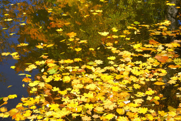 Obraz premium Top view of autumn bright golden leaves in water. Yellow various leaves to swim on water.