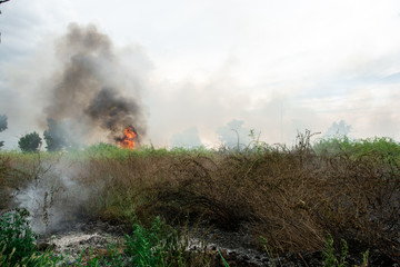 summer fire in the green grass. large flames over the shrubs. black smog in the sky. ecological catastrophy