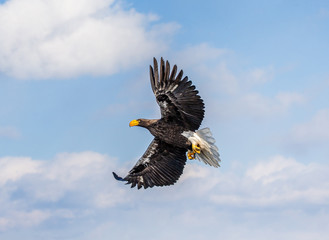 Steller's sea eagle in flight on background blue sky. Japan. Hokkaido. Shiretoko Peninsula. Shiretoko National Park