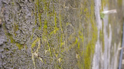 Obraz premium Grey wall with green writings on the wall