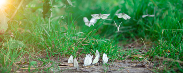 many white butterflies of cabbage flies and sits on the ground. bright sun flare. green grass. summer landscape. panoramic photo.